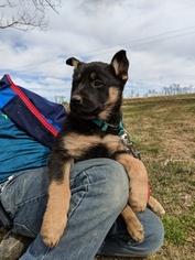 German Shepherd Dog-Unknown Mix Litter for sale in FLEETWOOD, PA, USA
