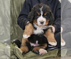 Bernese Mountain Dog Litter for sale in PAXTON, IL, USA