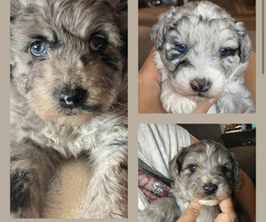 Aussiedoodle-Miniature Australian Shepherd Mix Litter for sale in BONITA, AZ, USA