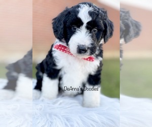 Aussiedoodle Miniature  Litter for sale in FLATWOODS, KY, USA