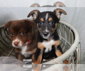 Australian Shepherd Litter for sale in PATERSON, NJ, USA