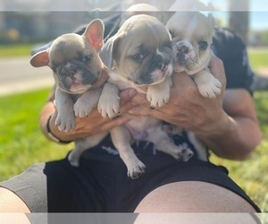 French Bulldog Litter for sale in THORNTON, CO, USA