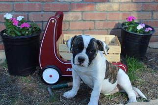 American Bulldog Litter for sale in RIO LINDA, CA, USA
