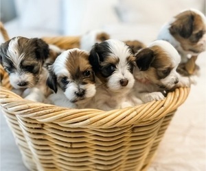 Havanese Litter for sale in BRADENTON, FL, USA