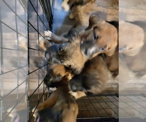 Bullmastiff-Saint Bernard Mix Litter for sale in IRVING, NY, USA