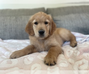 Golden Retriever Litter for sale in FT MITCHELL, KY, USA