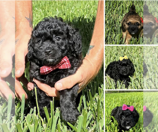 Medium Photo #1 Cavapoo Puppy For Sale in ATLANTIC BEACH, FL, USA