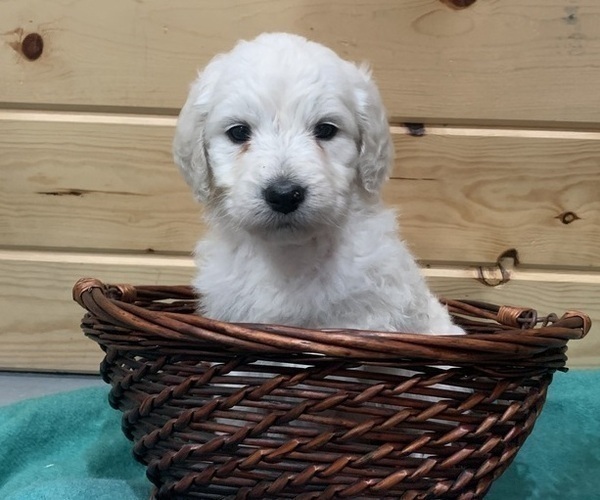 Medium Photo #1 Goldendoodle Puppy For Sale in BURLEY, ID, USA