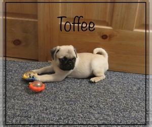 Pug Litter for sale in MARYVILLE, MO, USA
