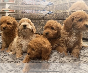 Goldendoodle (Miniature) Litter for sale in LAWRENCE, MI, USA