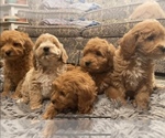 Small Photo #1 Goldendoodle (Miniature) Puppy For Sale in LAWRENCE, MI, USA