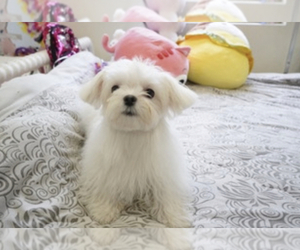 Maltese Litter for sale in LOS ANGELES, CA, USA