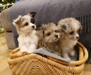 Pom-A-Poo Litter for sale in NEWBURY PARK, CA, USA