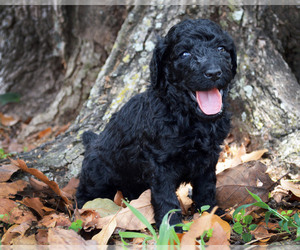 Poodle (Standard) Litter for sale in MIAMI, FL, USA