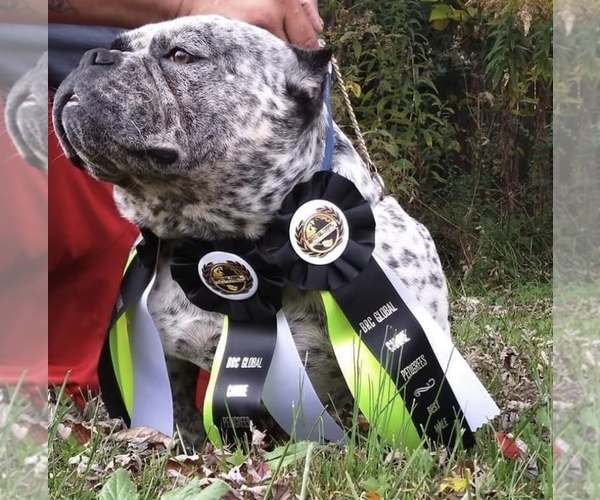 Medium Photo #1 American Bully Puppy For Sale in NASHVILLE, TN, USA