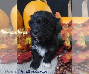 Patterdale Terrier-Poodle (Miniature) Mix Litter for sale in CARRINGTON, ND, USA