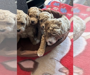 Poodle (Miniature) Litter for sale in MUSCATINE, IA, USA