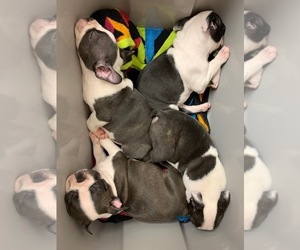 Boston Terrier Litter for sale in KILLEEN, TX, USA