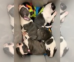 Small Photo #1 Boston Terrier Puppy For Sale in KILLEEN, TX, USA