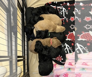 Goldendoodle Litter for sale in OAK GROVE, MO, USA