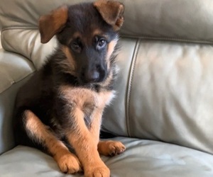 German Shepherd Dog Litter for sale in WELLINGTON, FL, USA