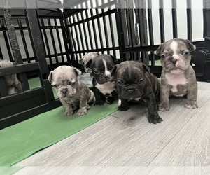 French Bulldog Litter for sale in LAS VEGAS, NV, USA