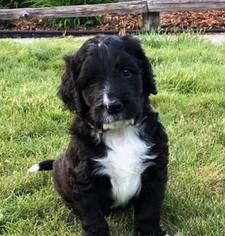 Bernedoodle Litter for sale in MORTON, WA, USA