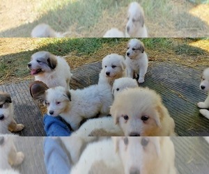 Great Pyrenees Litter for sale in HILLSBORO, MO, USA