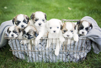 Shih Tzu Litter for sale in SIOUX CENTER, IA, USA