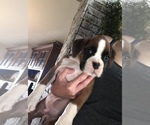 Small Photo #1 Boxer Puppy For Sale in LINESVILLE, PA, USA