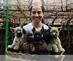 Small Photo #1 Cairn Terrier Puppy For Sale in Zarnesti, Brasov, Romainia