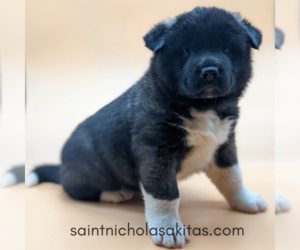 Akita Litter for sale in MIDLAND, TX, USA