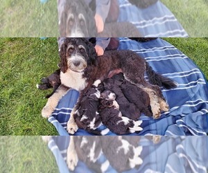 Bernedoodle Litter for sale in BATTLE GROUND, WA, USA