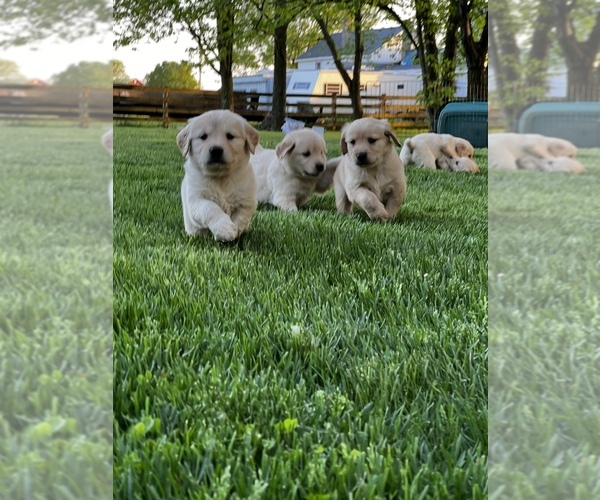 Medium Photo #1 Golden Retriever Puppy For Sale in MIDDLEBURY, IN, USA
