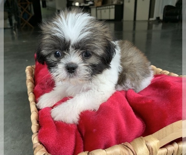 Medium Photo #1 Zuchon Puppy For Sale in GREENWD, IN, USA