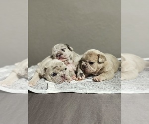 French Bulldog Litter for sale in GRIDLEY, CA, USA