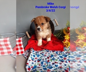Pembroke Welsh Corgi Litter for sale in SHIPSHEWANA, IN, USA