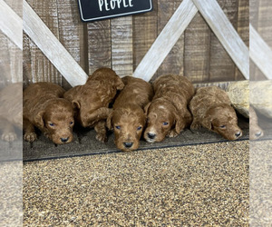 Poodle (Standard) Litter for sale in WOLCOTT, IN, USA