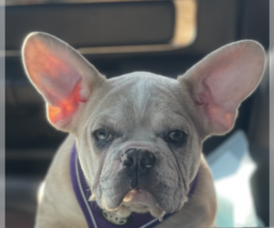 French Bulldog Litter for sale in KENDALL PARK, NJ, USA