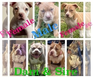 American Bully Litter for sale in RAEFORD, NC, USA