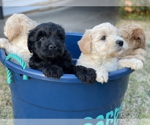Whoodle Litter for sale in CANTON, GA, USA