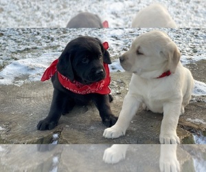 Golden Labrador Litter for sale in CONNEAUTVILLE, PA, USA