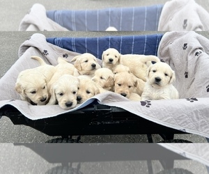 Golden Retriever Litter for sale in MOUNT AIRY, NC, USA