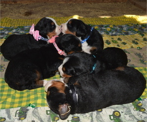 Bernese Mountain Dog Litter for sale in REEDS, MO, USA