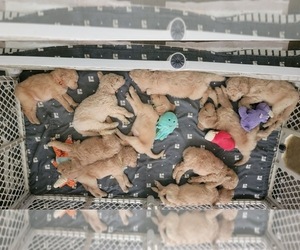 Goldendoodle Litter for sale in NEW ALBANY, OH, USA