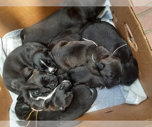 Rottweiler-American Pit Bull Terrier Litter for sale in UNION, SC, USA