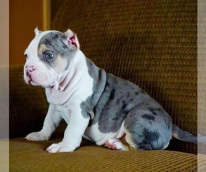 American Bully Litter for sale in SHELBYVILLE, KY, USA
