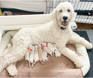 Goldendoodle Litter for sale in WHITEWRIGHT, TX, USA