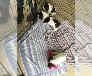 English Springer Spaniel Litter for sale in PETERSBURG, PA, USA