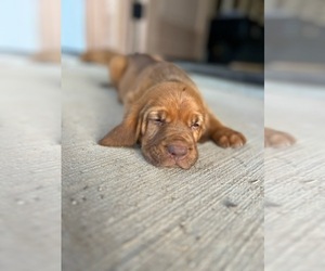 Bloodhound Litter for sale in WEST PLAINS, MO, USA